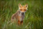 Red Fox, Cape Peirce, Togiak National Wildlife Refuge, Alaska