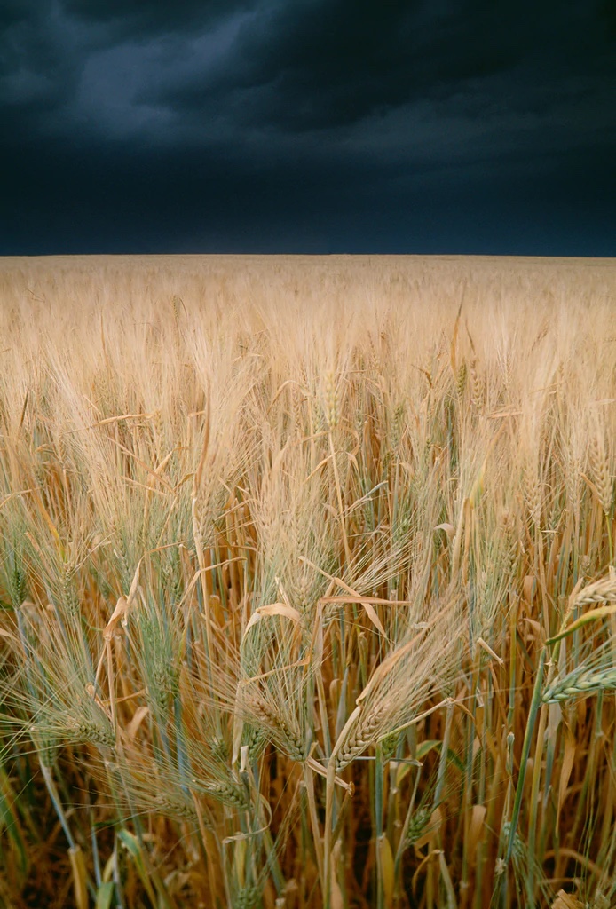 Wheatfields, Twin Buttes Region ,Alberta, Canada