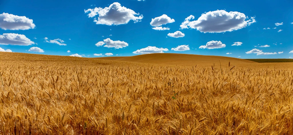 Wheatfields, Palouse, Washington