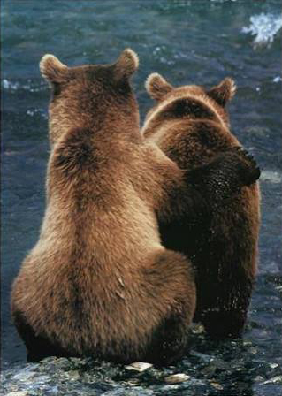Two Bear Cubs