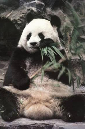 Giana Panda