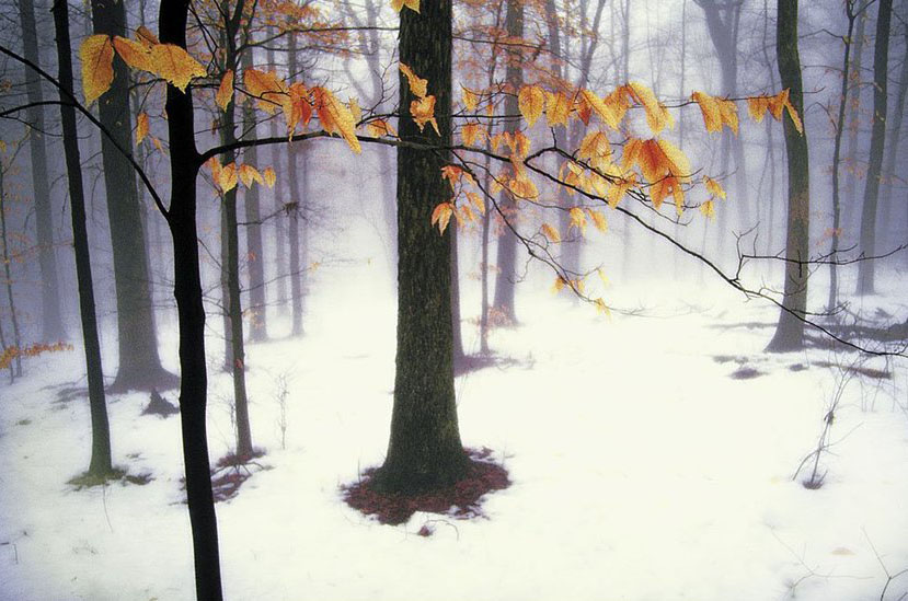 Quiet Woods