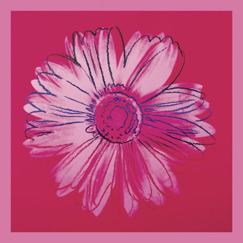 Daisy, c. 1982 (crimson & pink)