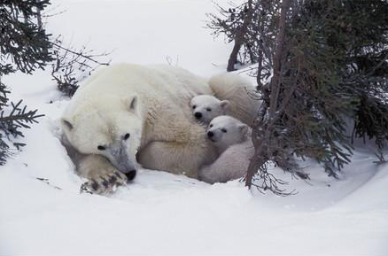 Snowy Day
