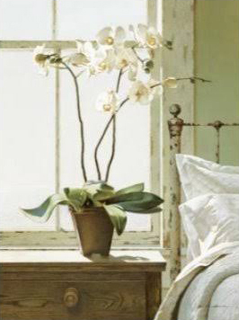 Bedside Orchid