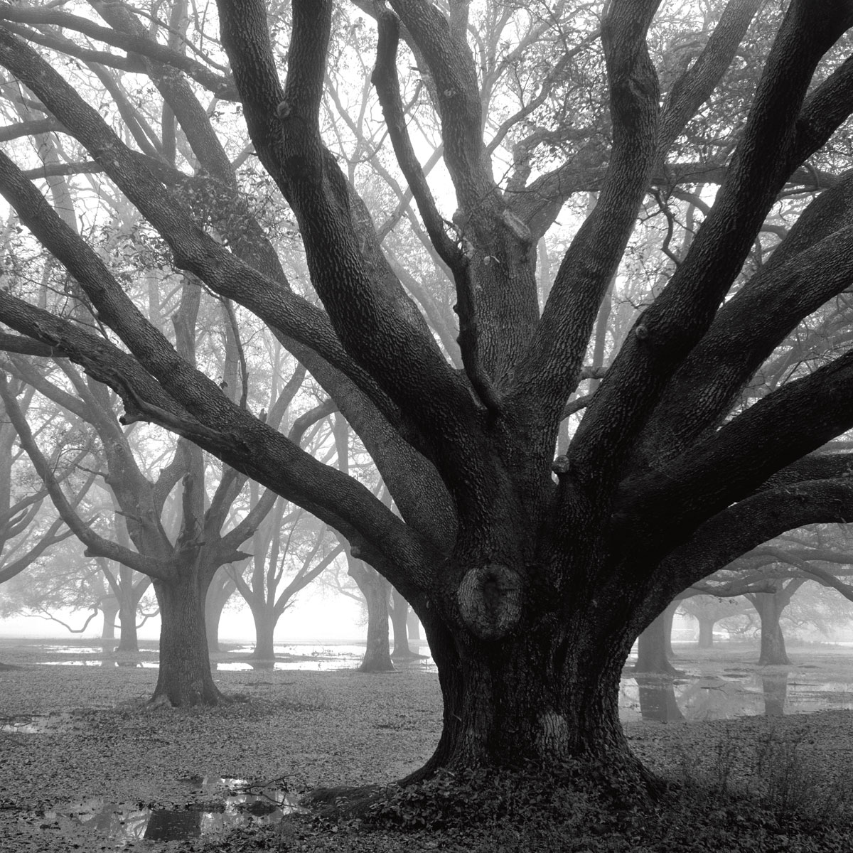 Oak Alley, West Row