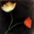 Icelandic Poppies