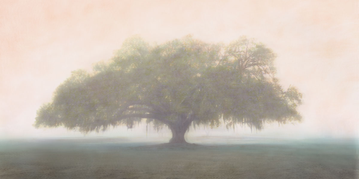 Oak In the Fog