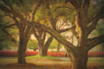 Three Oaks and Azaleas
