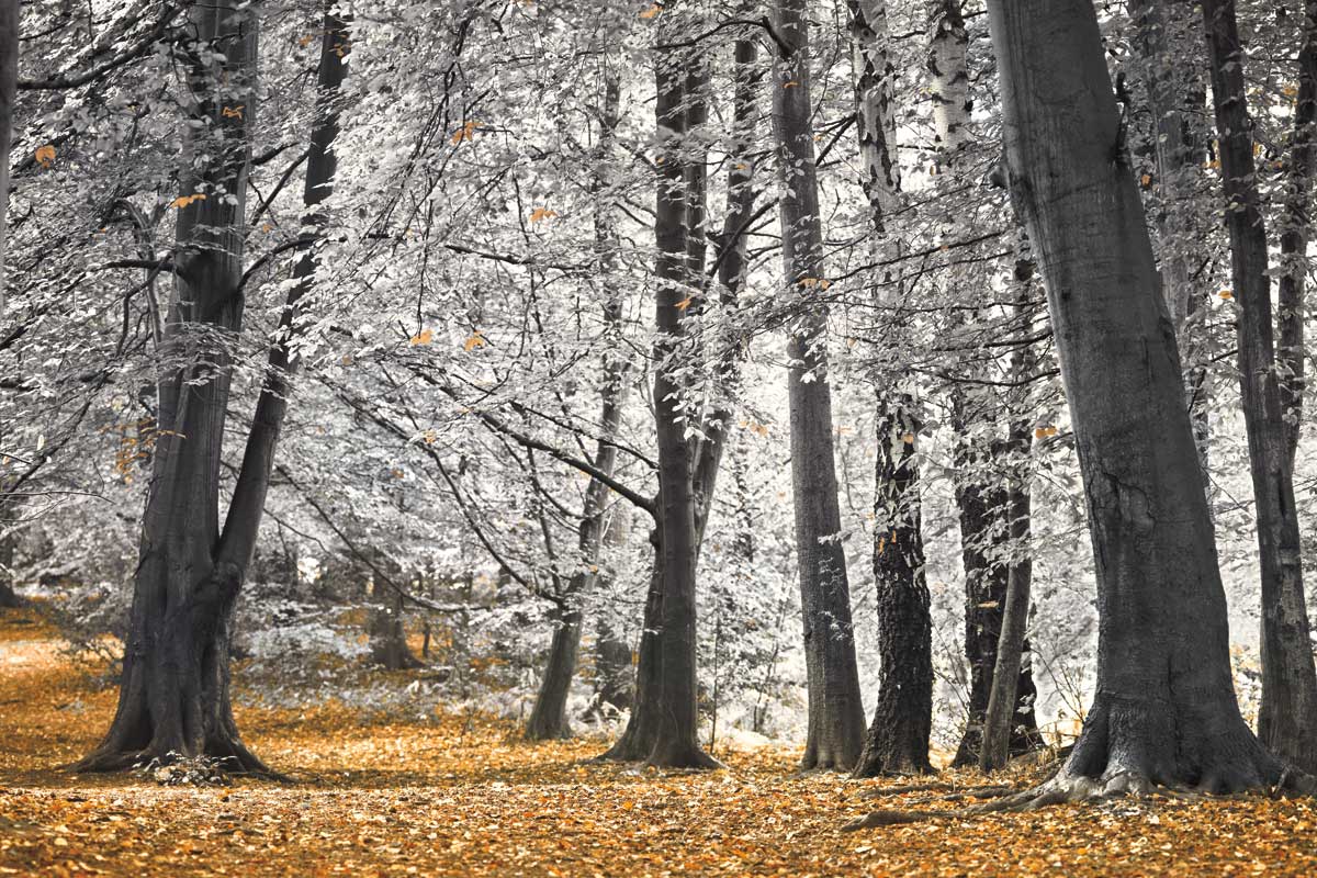 Autumn Trees and Leaves