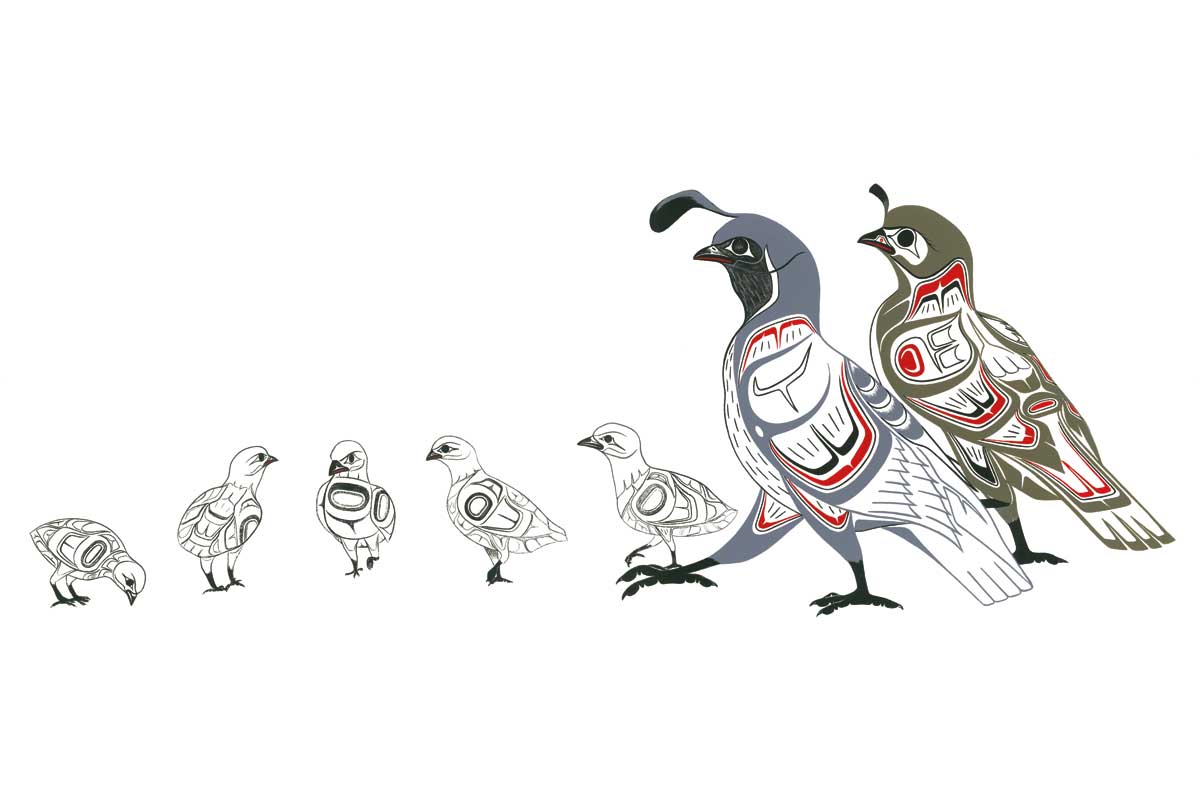 Quail Family