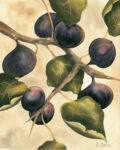 Italian Harvest - Figs