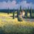 Tuscan Poppies I