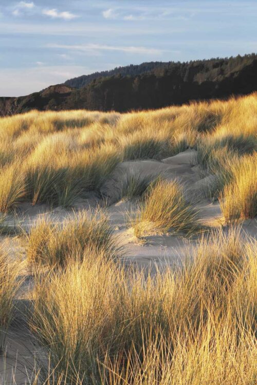 Dune Grass & Beach III