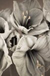 Grand flowers & plants II