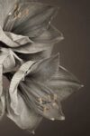 Grand flowers & plants III