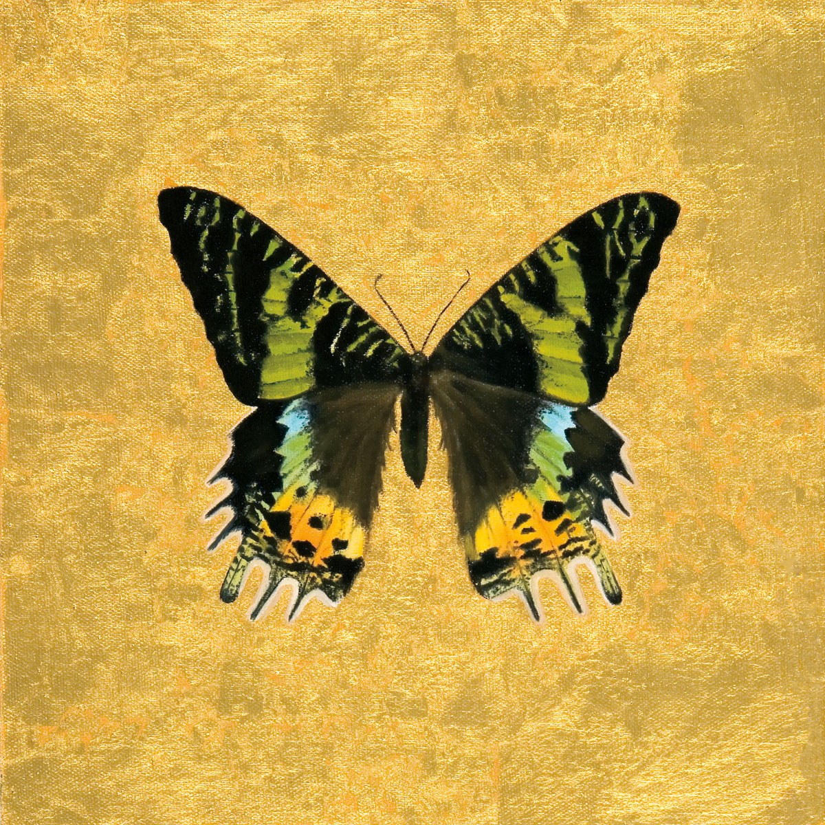 Butterfly On Gold