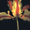 French Parrot Tulip