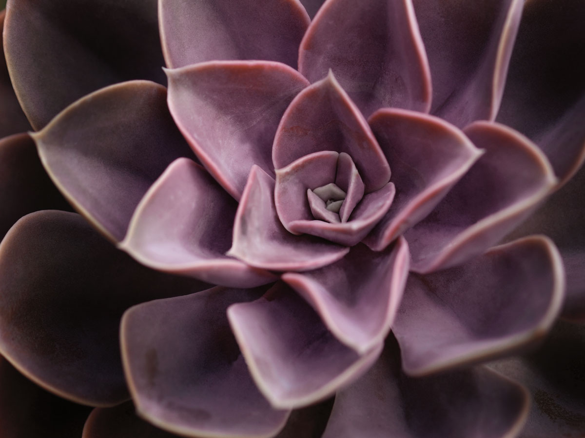 Echevaria I
