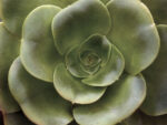 Echevaria II