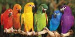 Rainbow Parrots