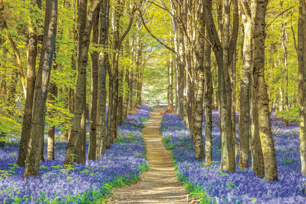 Forest Bluebells