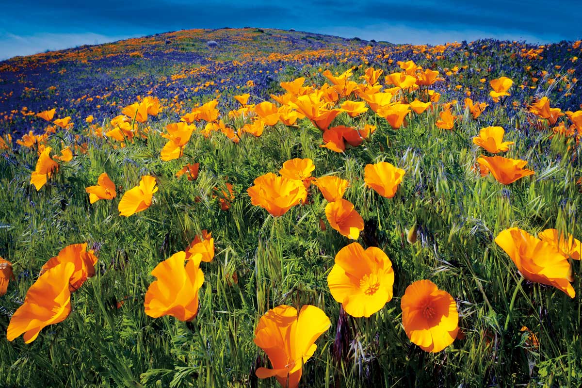 Poppy Field