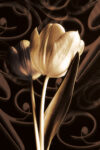 flowers & plants Eloquence II