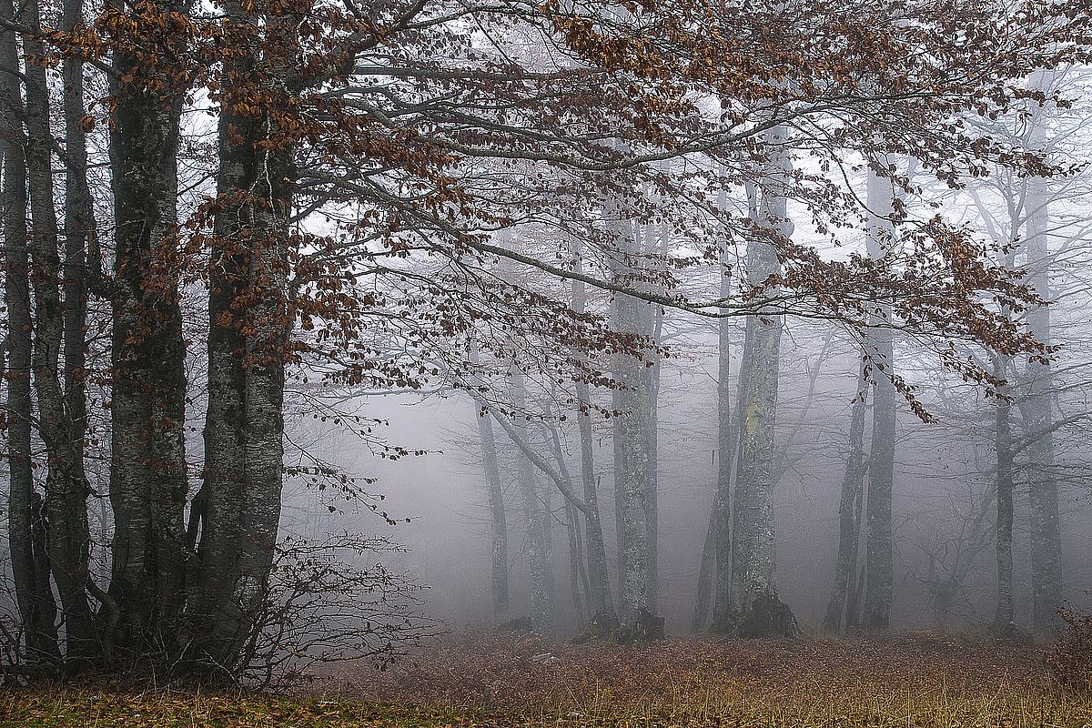 Autumn Paintings