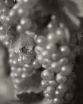 Grapes #19
