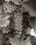 Grapes #22