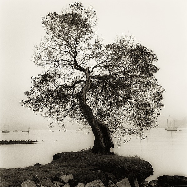 Coast Oak Tree