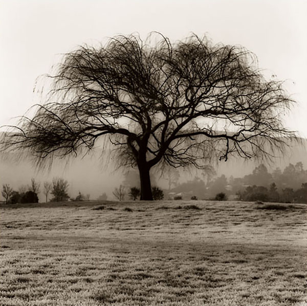 Willow Tree