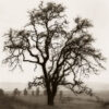 Country Oak Tree