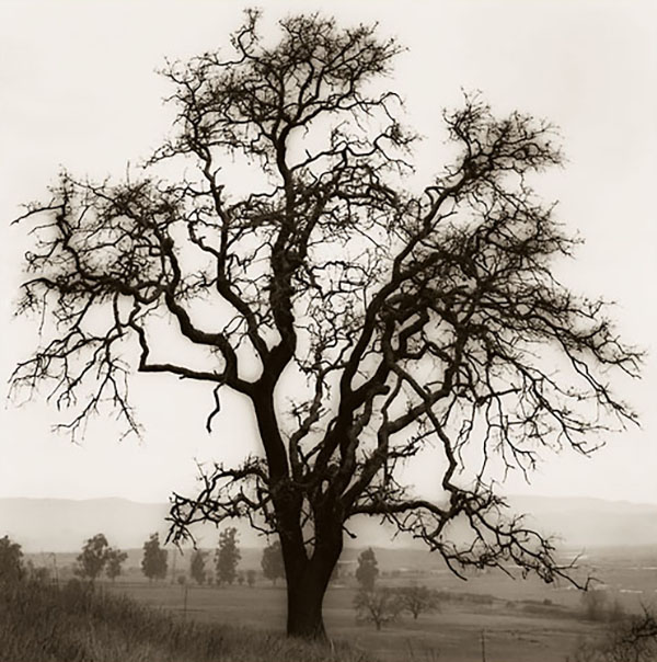 Country Oak Tree