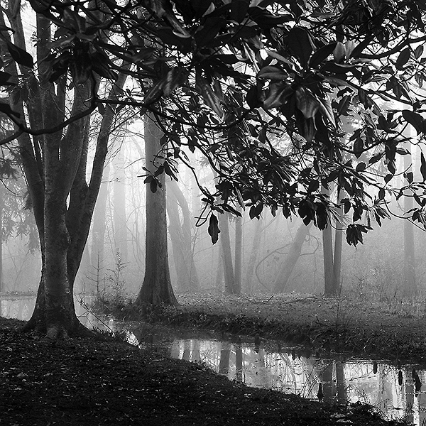 Woodland No. 1