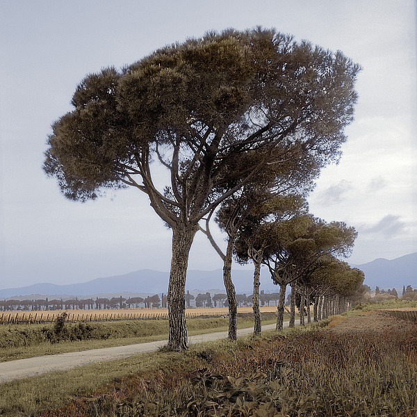 Tuscan Fattoria Strada No. 1