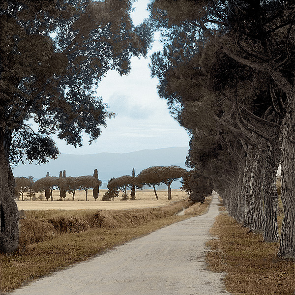 Tuscan Fattoria Strada No. 2