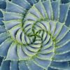 Spiral Succulent