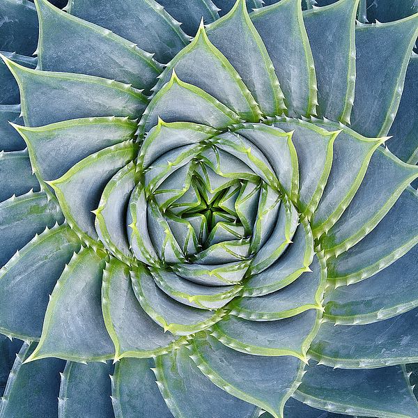 Spiral Succulent