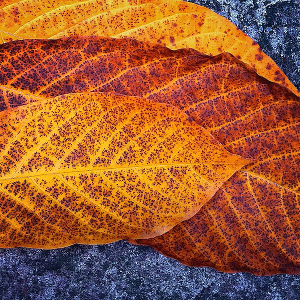 Three Leaves