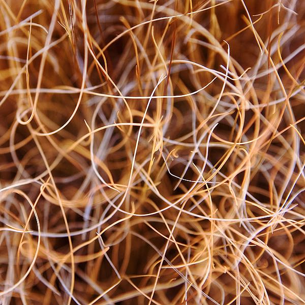 Zion Grass