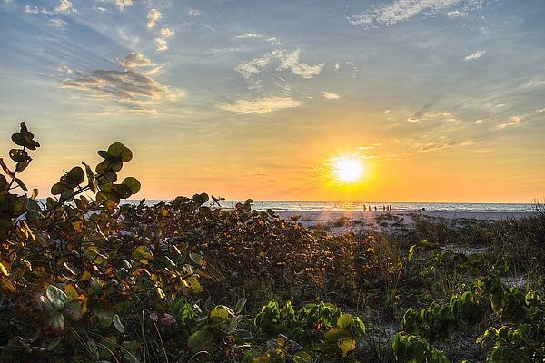 Sea Grapes at Sunset