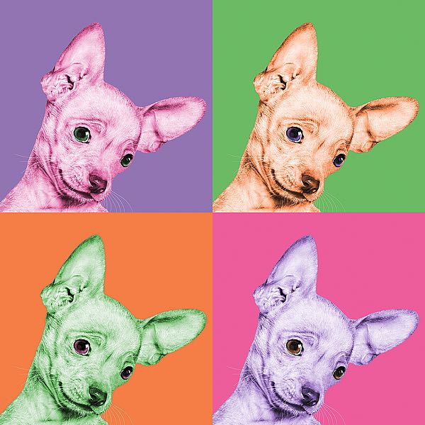 Sweet Chihuahua Pop