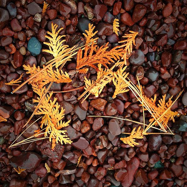 Brown Pebbles with Cedar