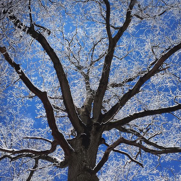 Snow Covered Tree