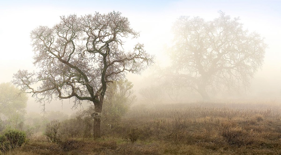 Sonoma Oak #1