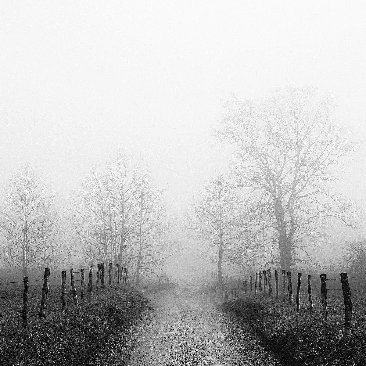 Sparks Lane in Fog