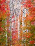 Autumn Passage