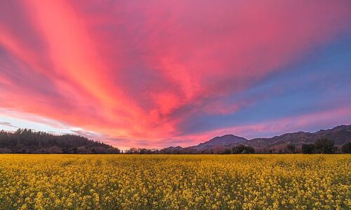 Spring Sunset, Napa Valley